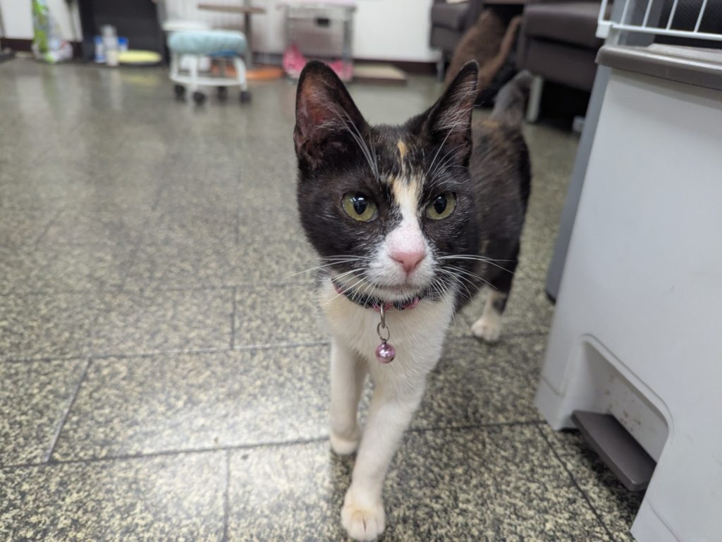 茨城県坂東市　保護猫　里親募集　預かりボランティア　わんにゃんサークル結生　疥癬　真菌