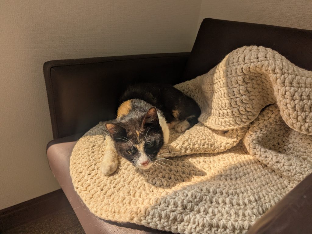 茨城県坂東市　保護猫　里親募集　預かりボランティア　わんにゃんサークル結生　疥癬　真菌