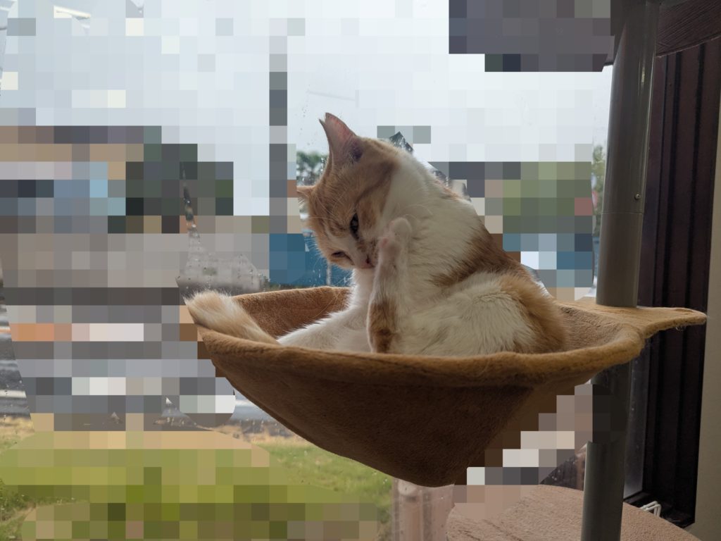 茨城県坂東市 保護猫 里親募集 預かりボランティア わんにゃんサークル結生