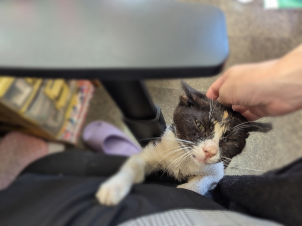 茨城県坂東市　保護猫　里親募集　預かりボランティア　わんにゃんサークル結生　