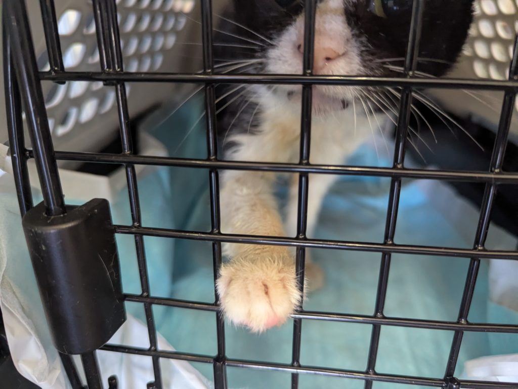 茨城県坂東市　保護猫　里親募集　預かりボランティア　わんにゃんサークル結生　疥癬　真菌