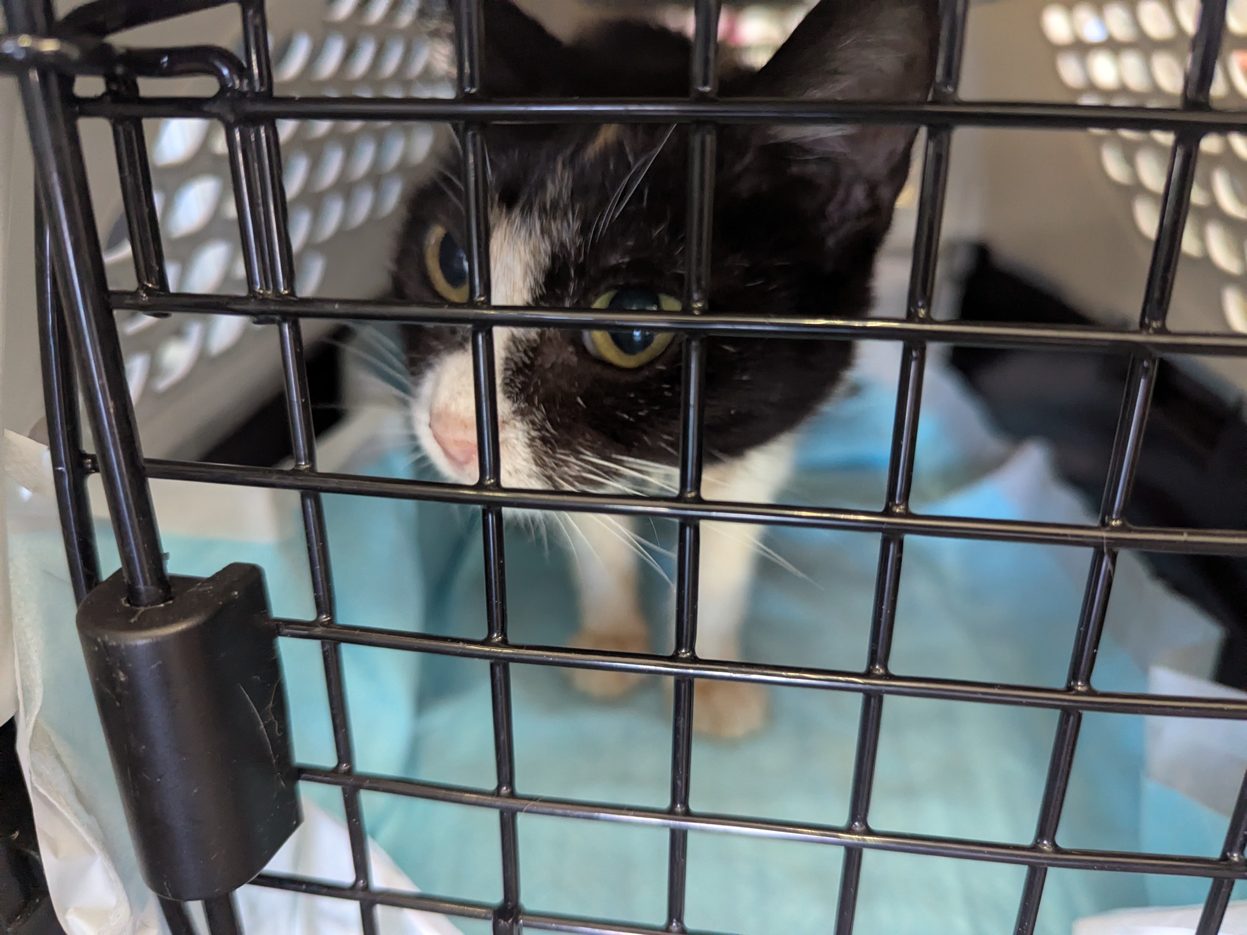 茨城県坂東市　保護猫　里親募集　預かりボランティア　わんにゃんサークル結生　疥癬　真菌