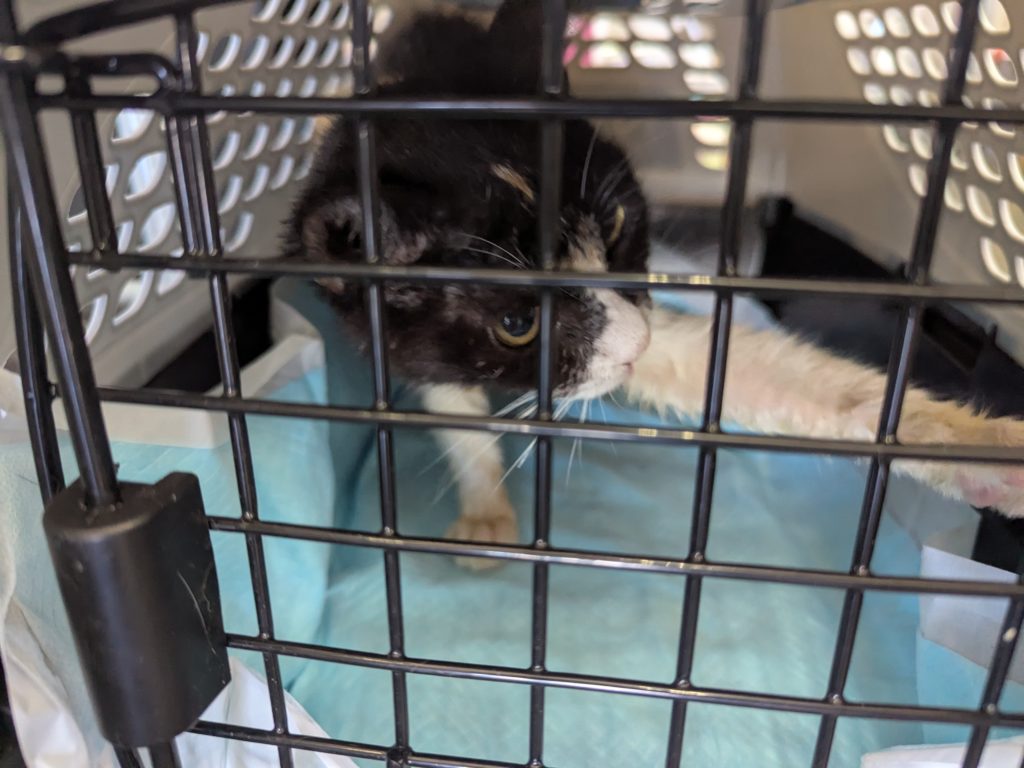 茨城県坂東市　保護猫　里親募集　預かりボランティア　わんにゃんサークル結生　疥癬　真菌