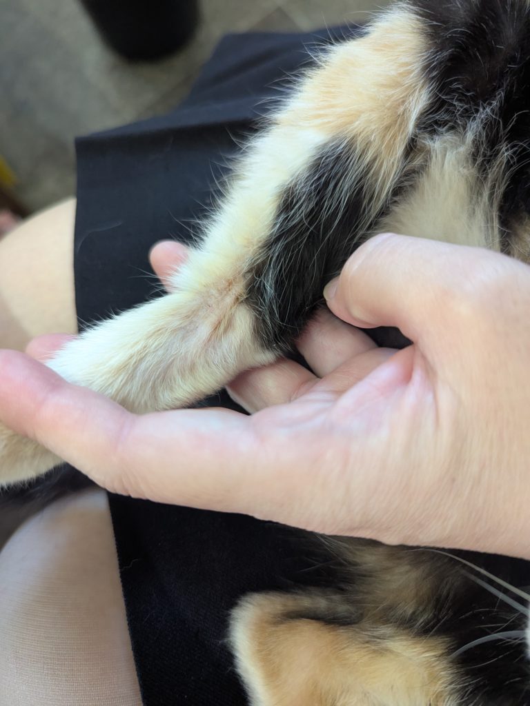 茨城県坂東市 保護猫 里親募集 預かりボランティア わんにゃんサークル結生 疥癬 真菌