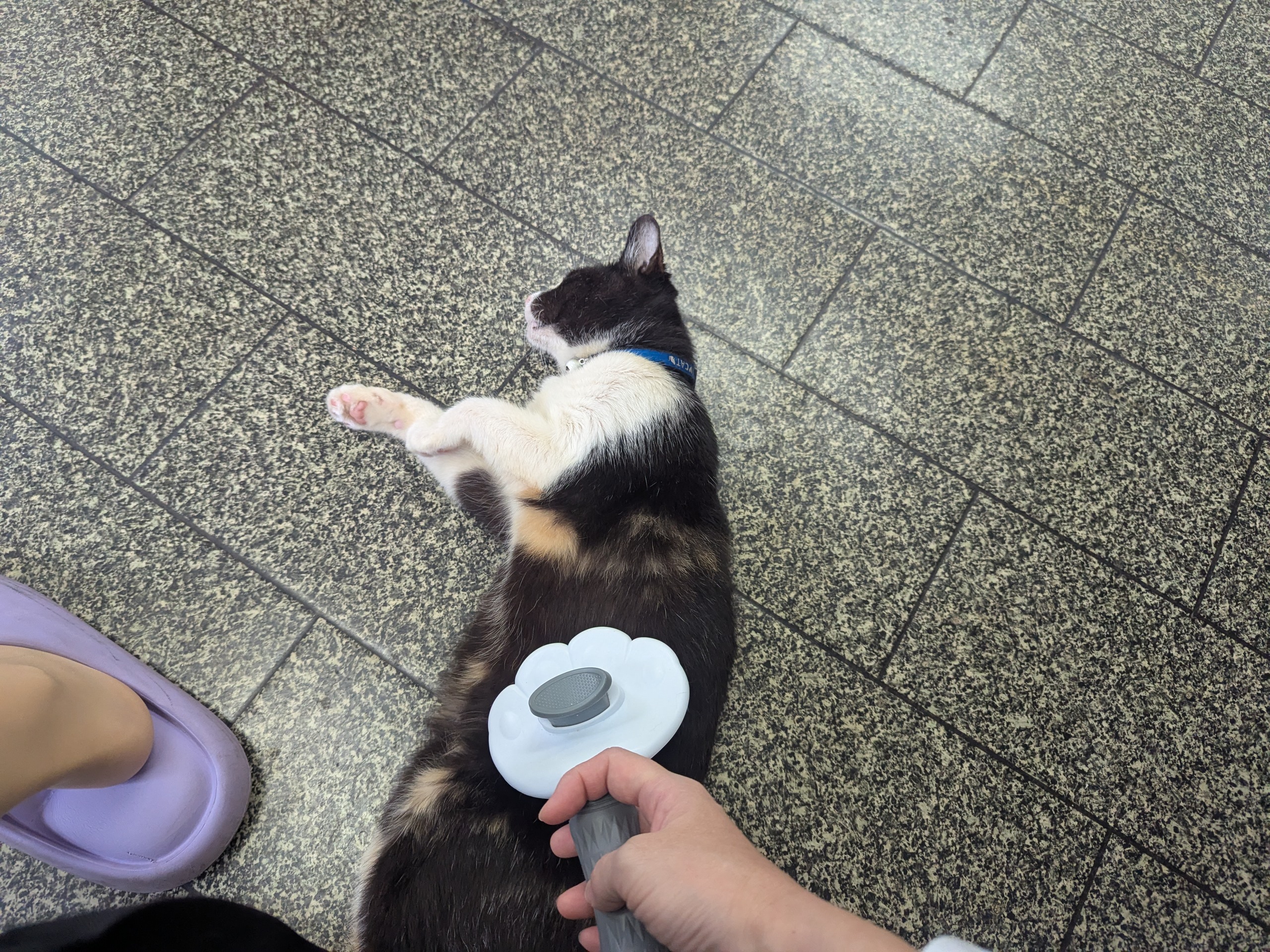 茨城県坂東市　保護猫　里親募集　預かりボランティア　わんにゃんサークル結生　疥癬　真菌