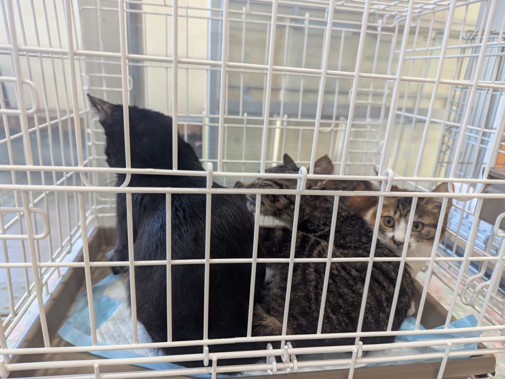 茨城県坂東市　保護猫　里親募集　預かりボランティア　わんにゃんサークル結生　譲渡会