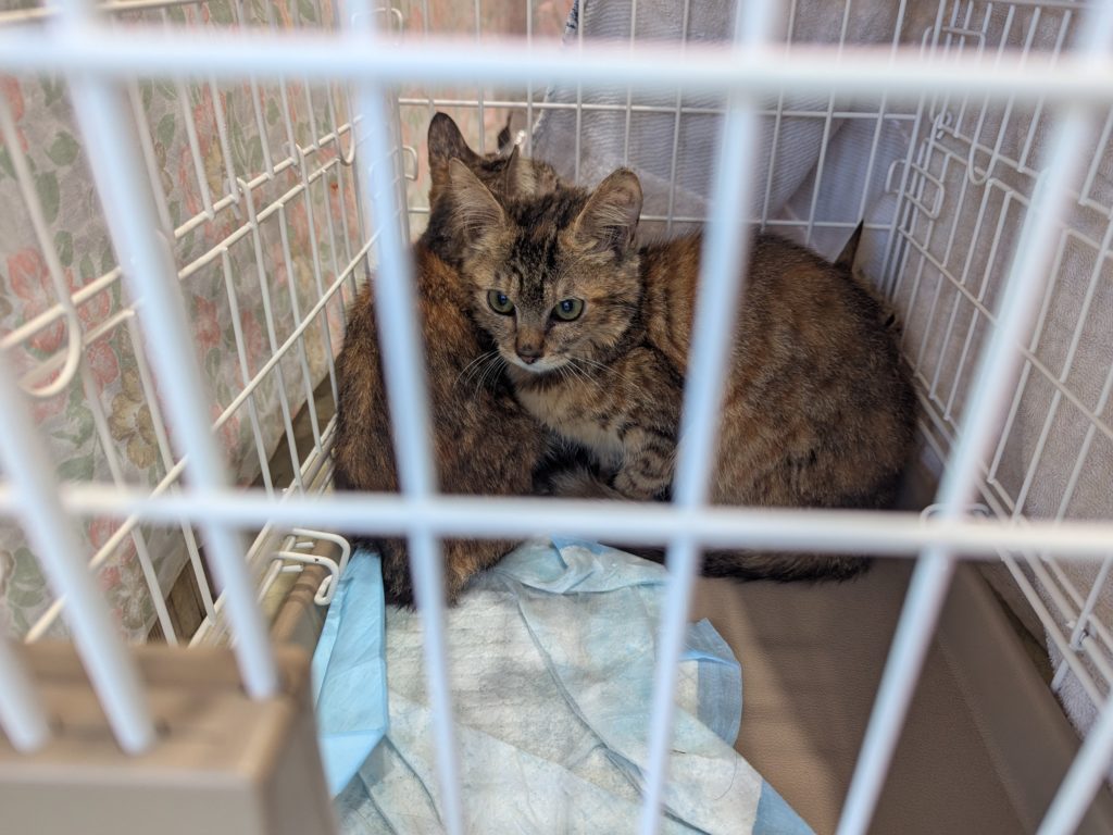 茨城県坂東市　保護猫　里親募集　預かりボランティア　わんにゃんサークル結生　譲渡会