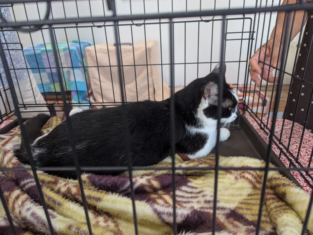 茨城県坂東市　保護猫　里親募集　預かりボランティア　わんにゃんサークル結生　譲渡会