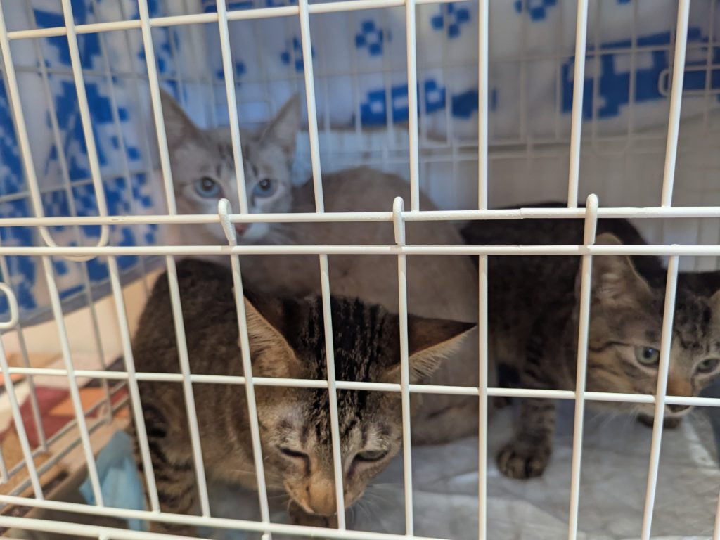 茨城県坂東市　保護猫　里親募集　預かりボランティア　わんにゃんサークル結生　譲渡会