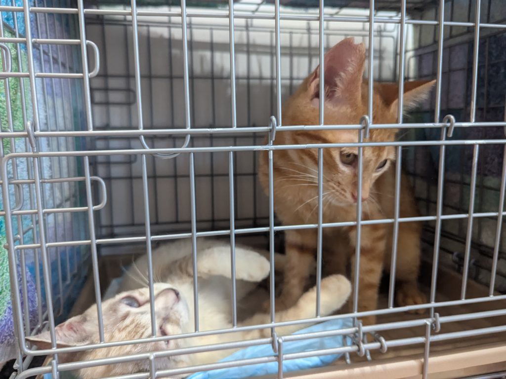 茨城県坂東市　保護猫　里親募集　預かりボランティア　わんにゃんサークル結生　譲渡会