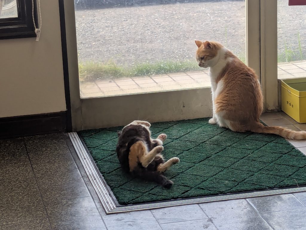 茨城県坂東市　保護猫　里親募集　預かりボランティア　わんにゃんサークル結生　