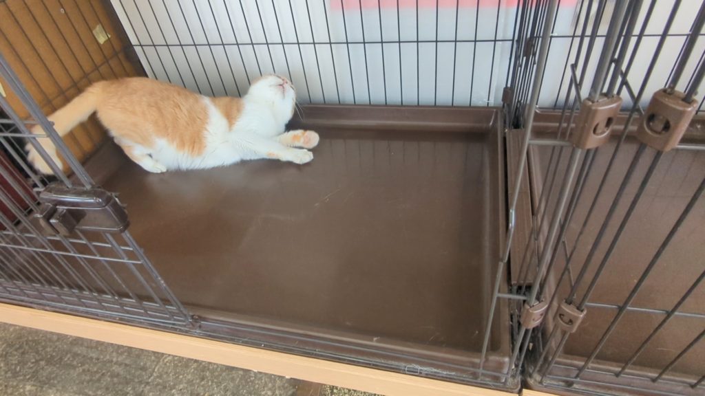 茨城県坂東市　保護猫　里親募集　預かりボランティア　わんにゃんサークル結生　