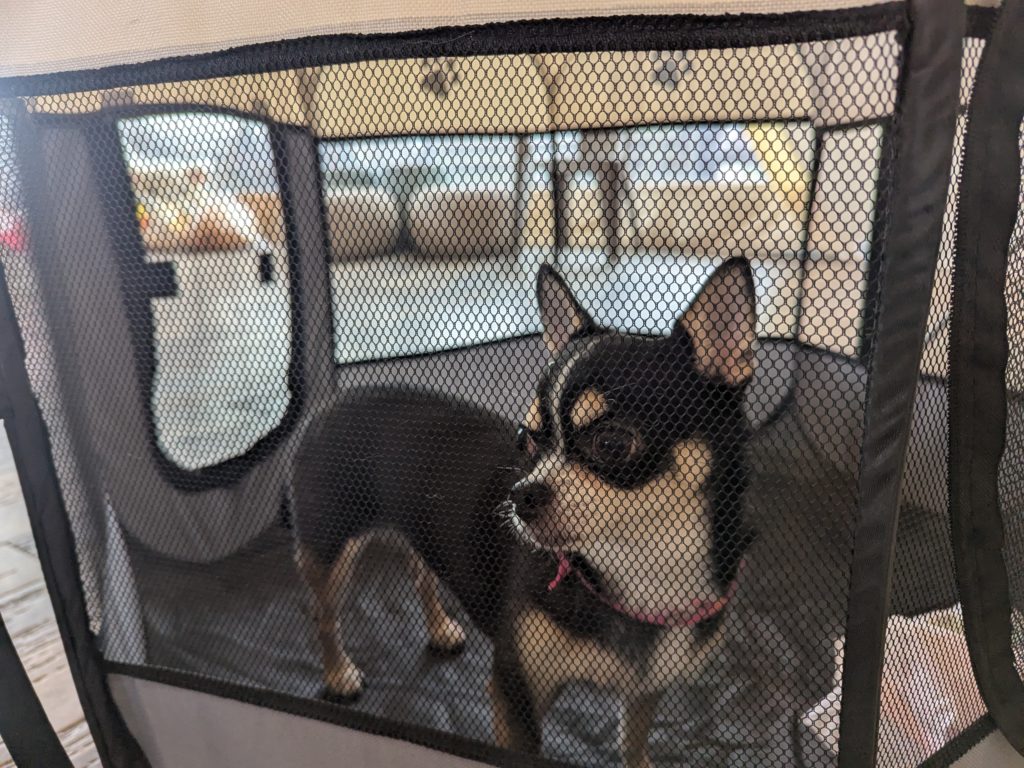 茨城県坂東市　保護猫　里親募集　預かりボランティア　わんにゃんサークル結生　譲渡会