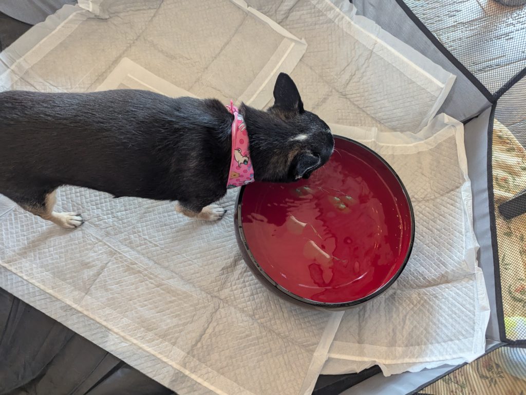 茨城県坂東市　保護猫　里親募集　預かりボランティア　わんにゃんサークル結生　譲渡会