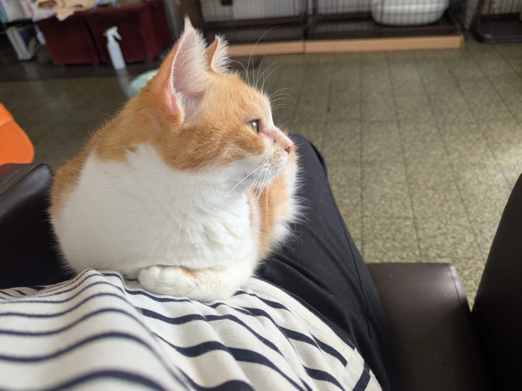 茨城県坂東市　保護猫　里親募集　預かりボランティア　わんにゃんサークル結生　