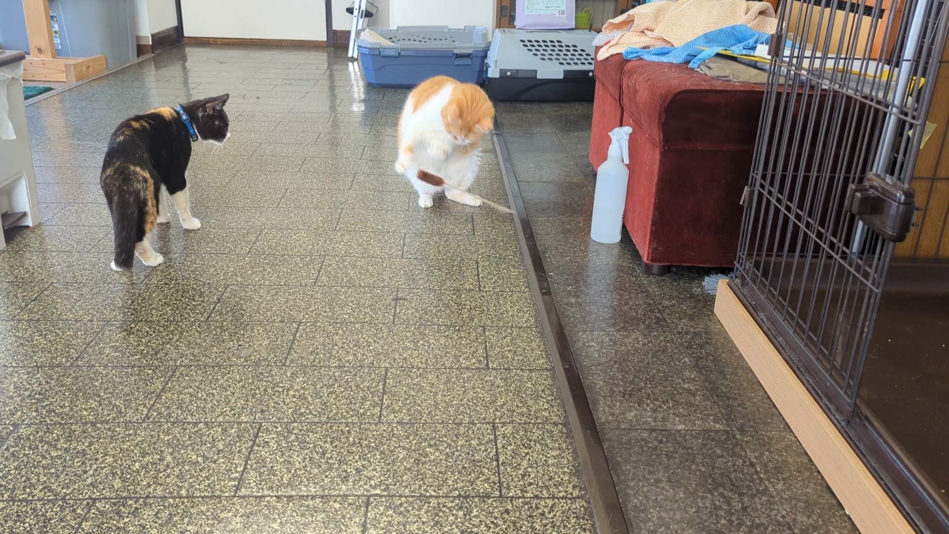 茨城県坂東市　保護猫　里親募集　預かりボランティア　わんにゃんサークル結生　