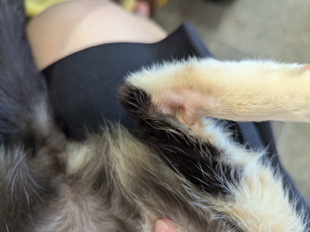 茨城県坂東市　保護猫　里親募集　預かりボランティア　わんにゃんサークル結生　