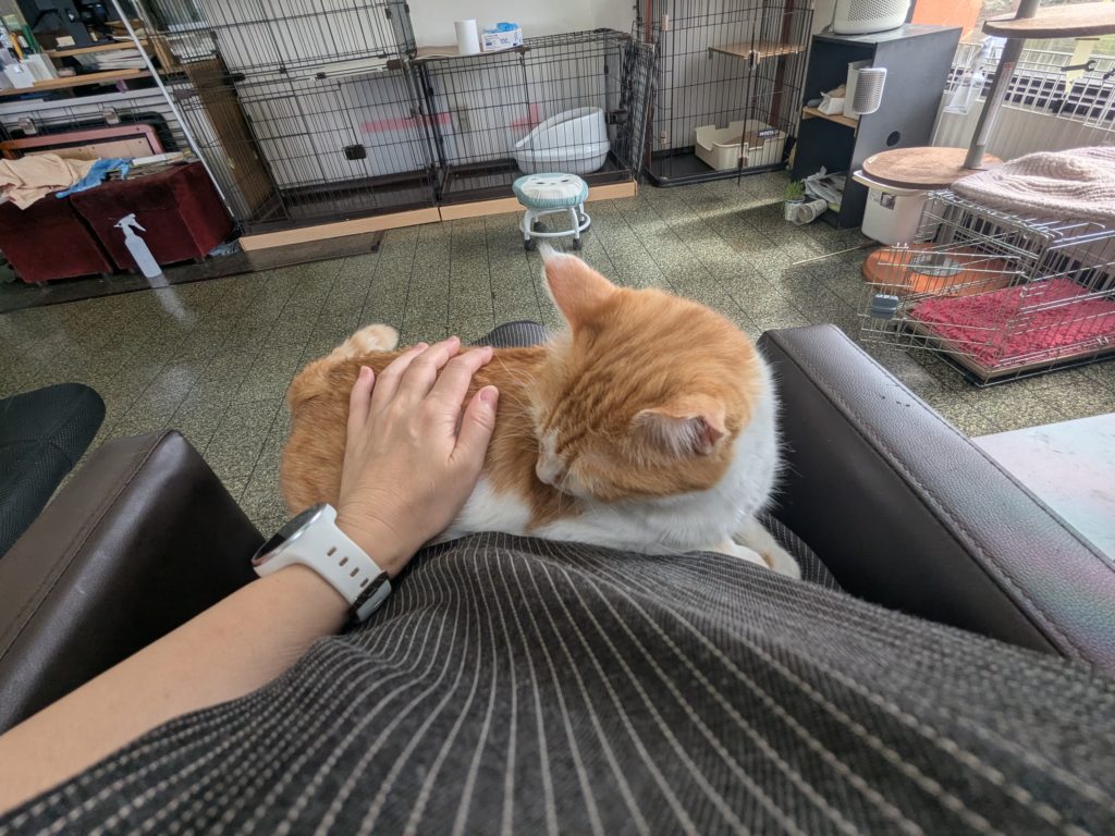 茨城県坂東市　保護猫　里親募集　預かりボランティア　わんにゃんサークル結生　