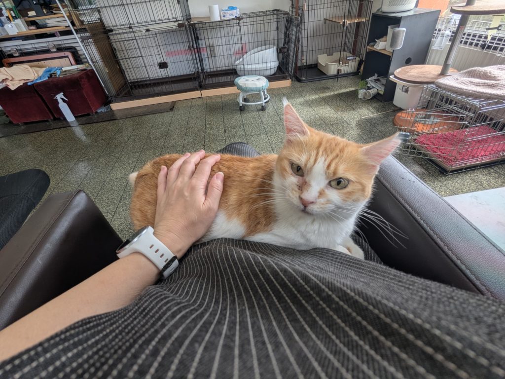 茨城県坂東市　保護猫　里親募集　預かりボランティア　わんにゃんサークル結生　