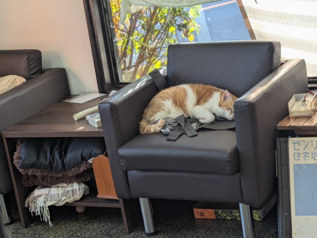 茨城県坂東市　保護猫　里親募集　預かりボランティア　わんにゃんサークル結生　