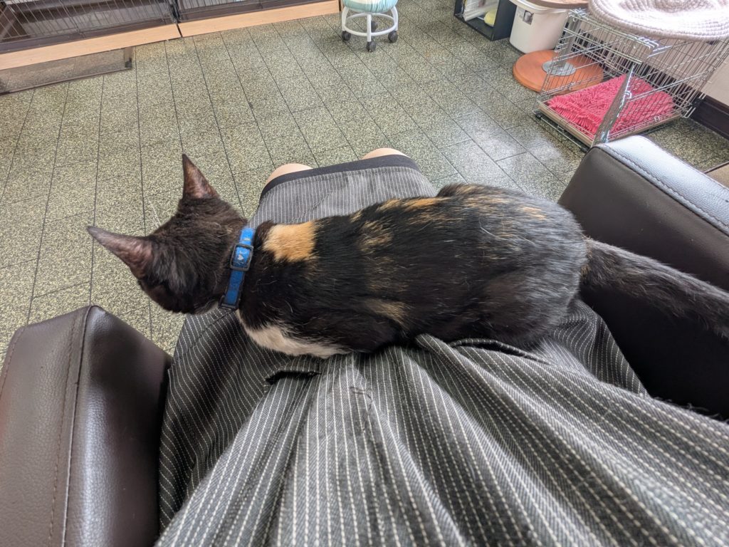 茨城県坂東市　保護猫　里親募集　預かりボランティア　わんにゃんサークル結生　