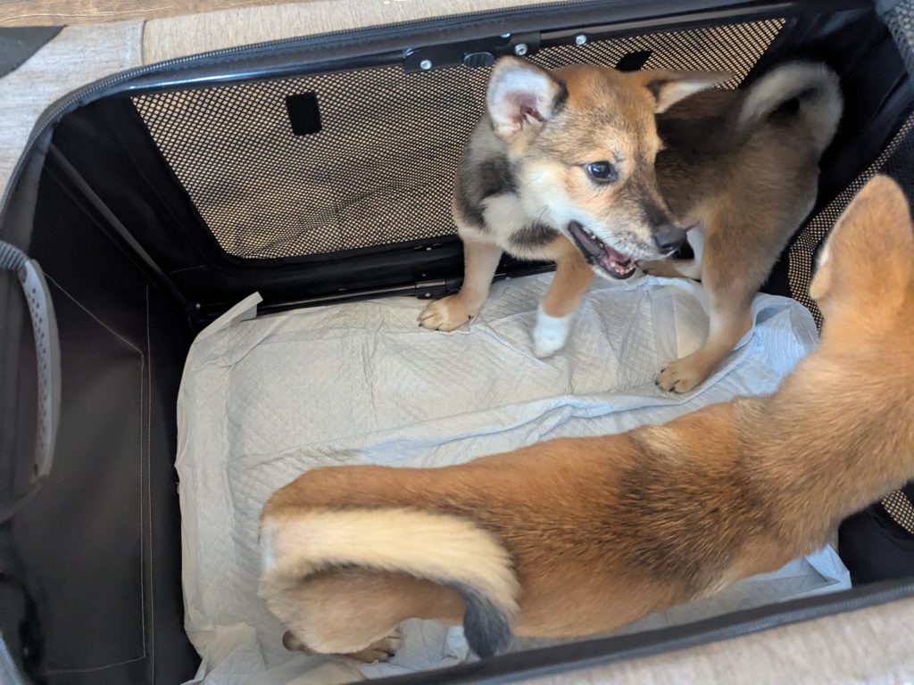 茨城県坂東市　保護猫　里親募集　預かりボランティア　わんにゃんサークル結生　譲渡会