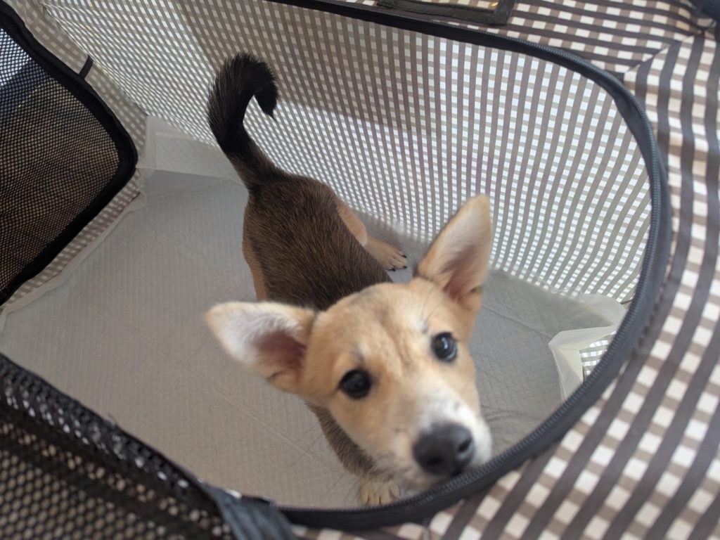 茨城県坂東市　保護猫　里親募集　預かりボランティア　わんにゃんサークル結生　譲渡会