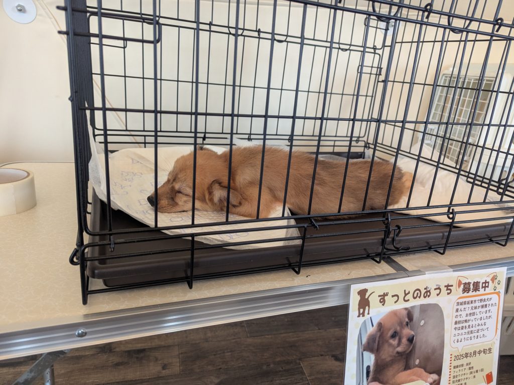 茨城県坂東市　保護猫　里親募集　預かりボランティア　わんにゃんサークル結生　譲渡会