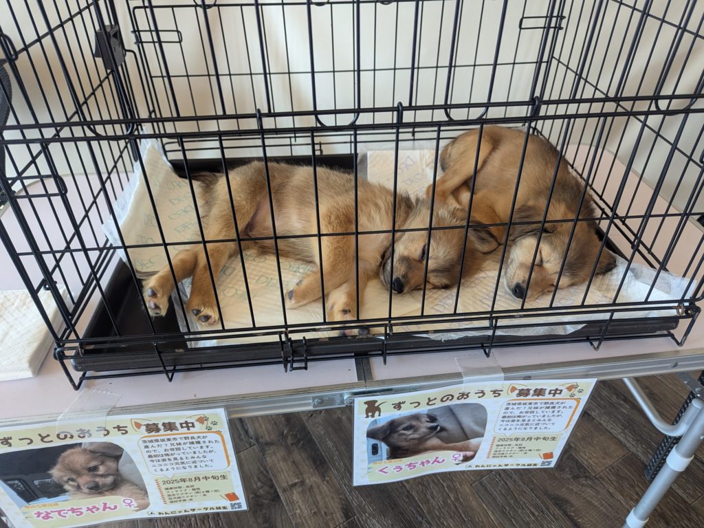 茨城県坂東市　保護猫　里親募集　預かりボランティア　わんにゃんサークル結生　譲渡会