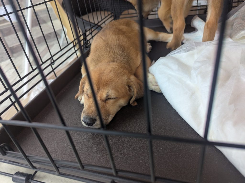 茨城県坂東市　保護猫　里親募集　預かりボランティア　わんにゃんサークル結生　譲渡会