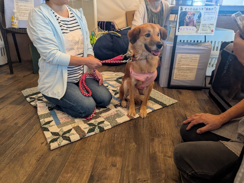 茨城県坂東市　保護猫　里親募集　預かりボランティア　わんにゃんサークル結生　譲渡会