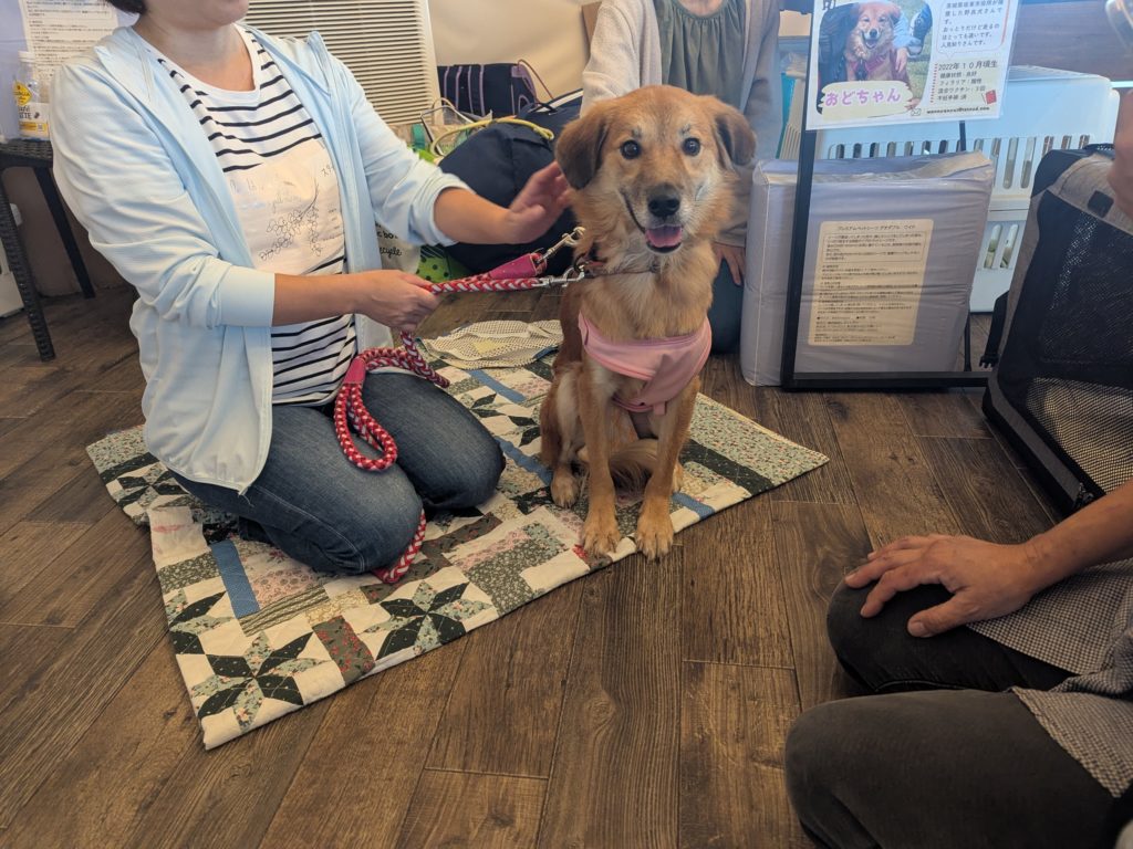 茨城県坂東市　保護猫　里親募集　預かりボランティア　わんにゃんサークル結生　譲渡会