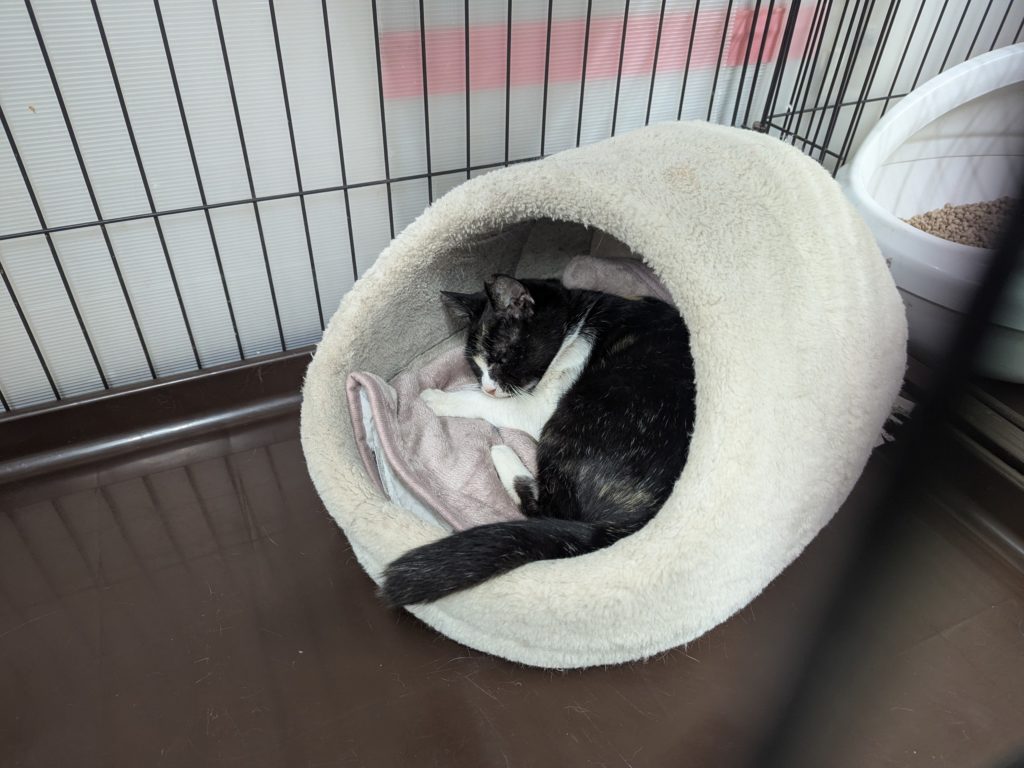 茨城県坂東市　保護猫　里親募集　預かりボランティア　わんにゃんサークル結生