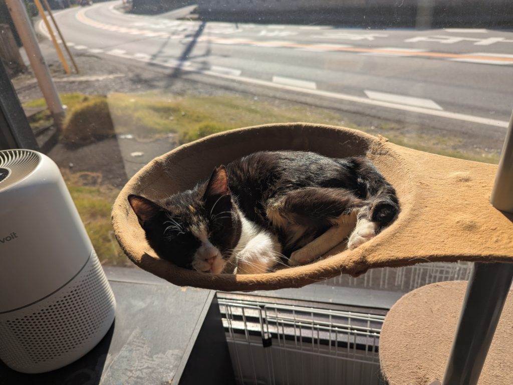 茨城県坂東市　保護猫　里親募集　預かりボランティア　わんにゃんサークル結生