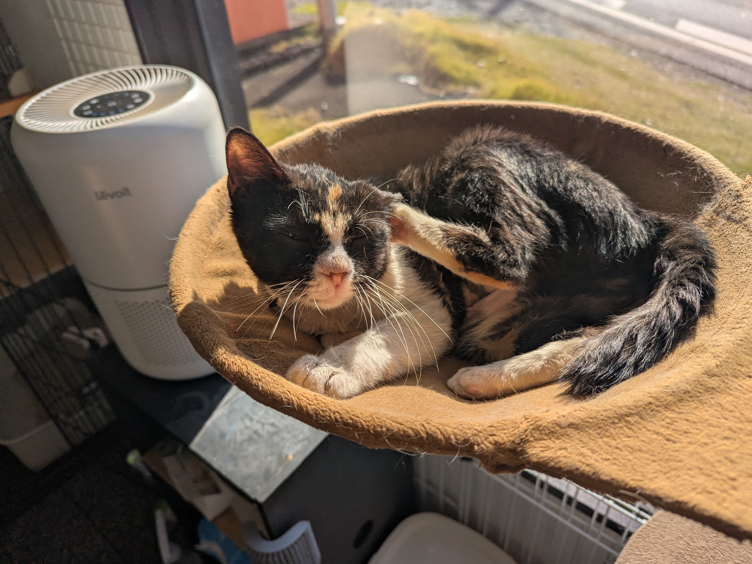 茨城県坂東市　保護猫　里親募集　預かりボランティア　わんにゃんサークル結生