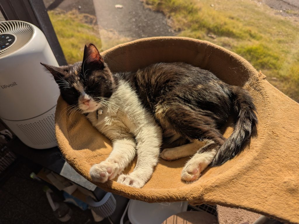 茨城県坂東市　保護猫　里親募集　預かりボランティア　わんにゃんサークル結生