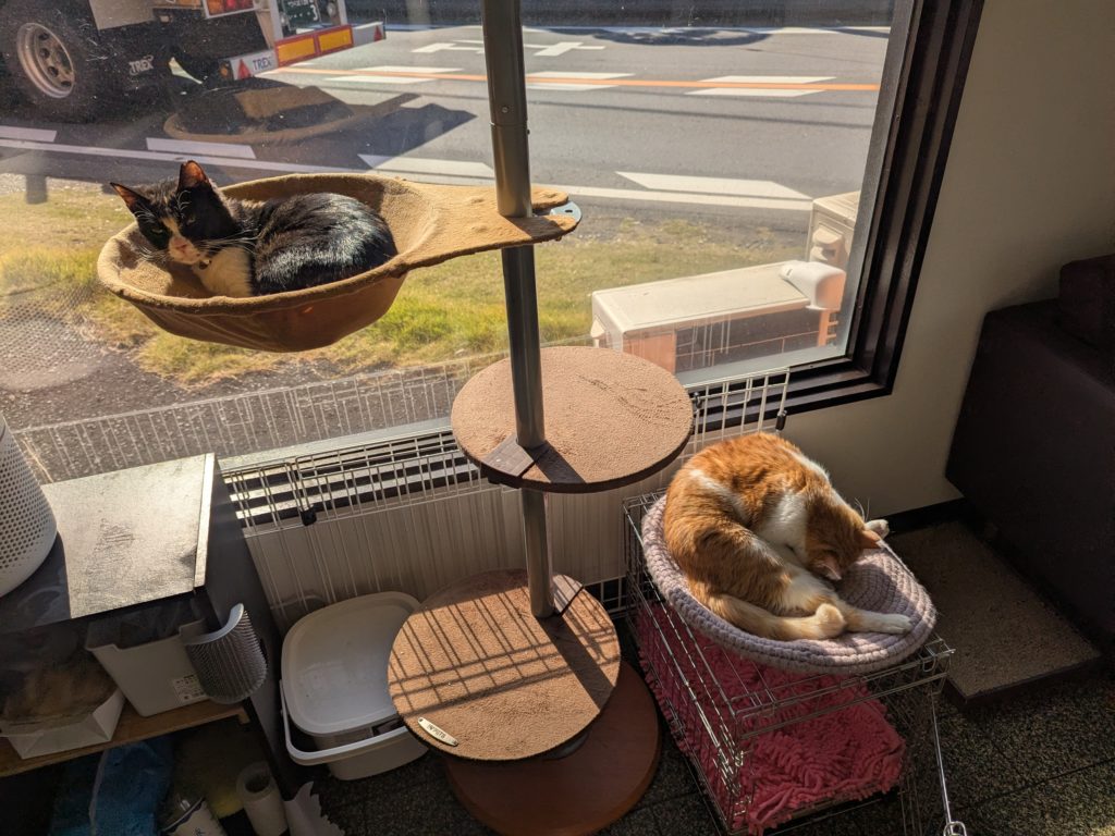 茨城県坂東市　保護猫　里親募集　預かりボランティア　わんにゃんサークル結生