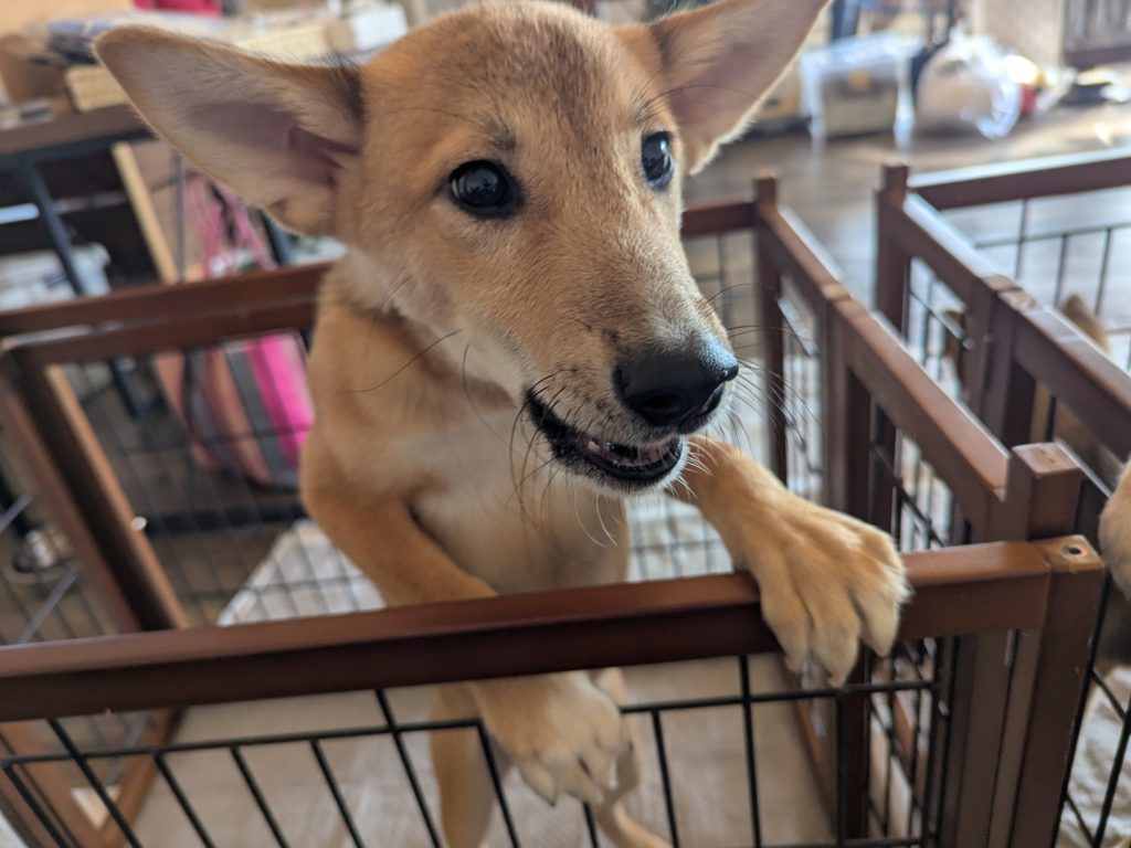 茨城県坂東市　保護猫　里親募集　預かりボランティア　わんにゃんサークル結生　譲渡会