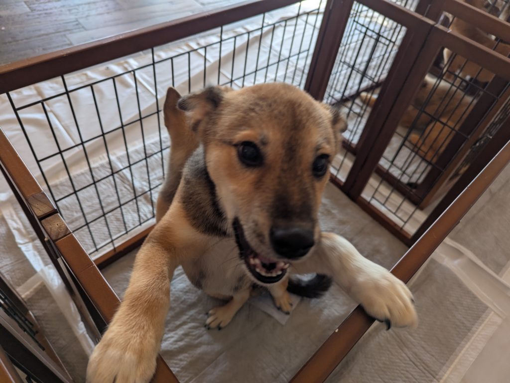 茨城県坂東市　保護猫　里親募集　預かりボランティア　わんにゃんサークル結生　譲渡会