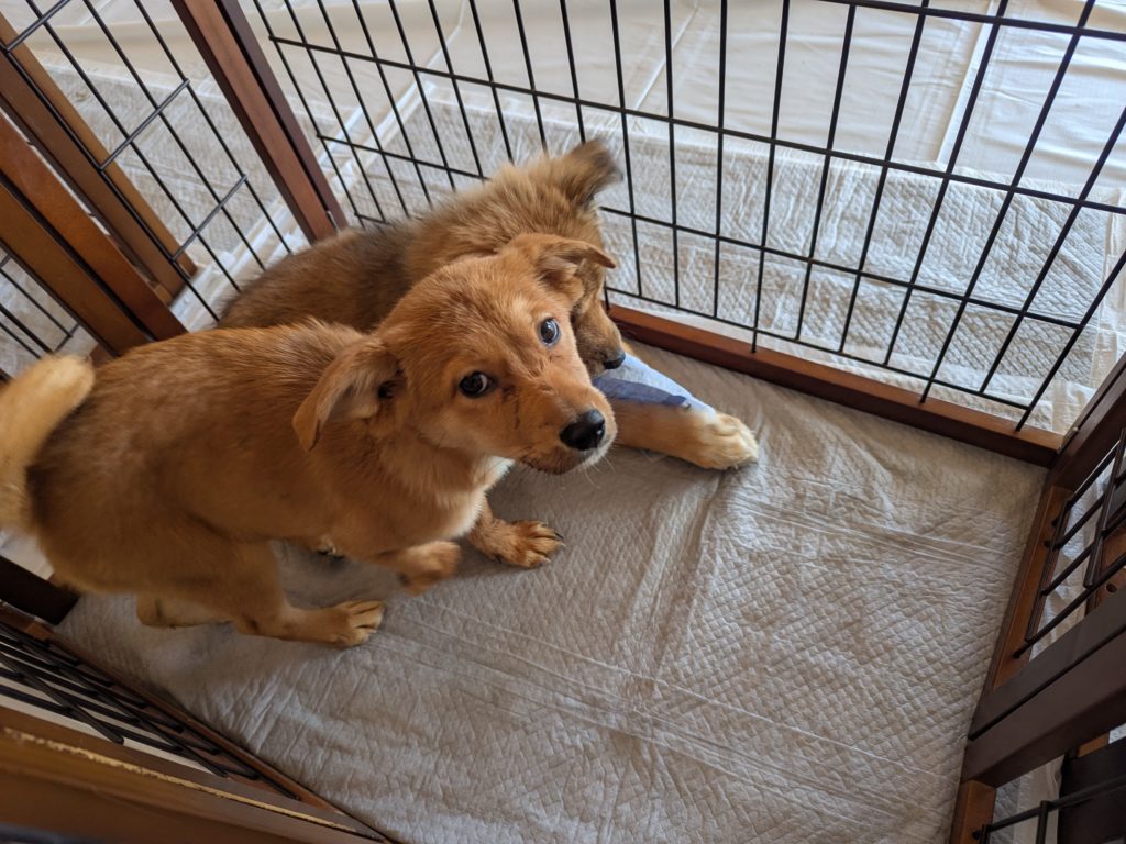 茨城県坂東市　保護猫　里親募集　預かりボランティア　わんにゃんサークル結生　譲渡会