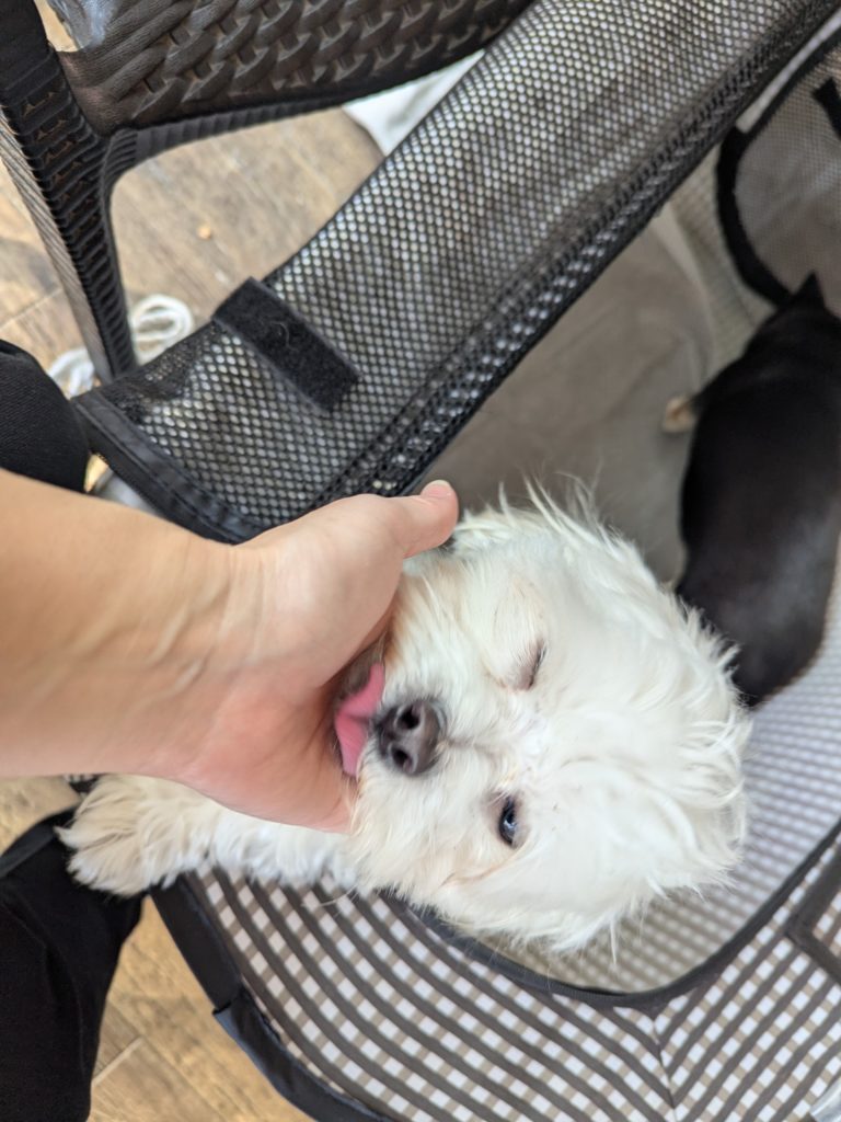 茨城県坂東市　保護猫　里親募集　預かりボランティア　わんにゃんサークル結生　譲渡会