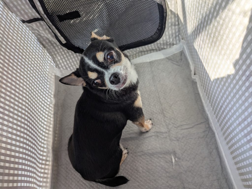 茨城県坂東市　保護猫　里親募集　預かりボランティア　わんにゃんサークル結生　譲渡会