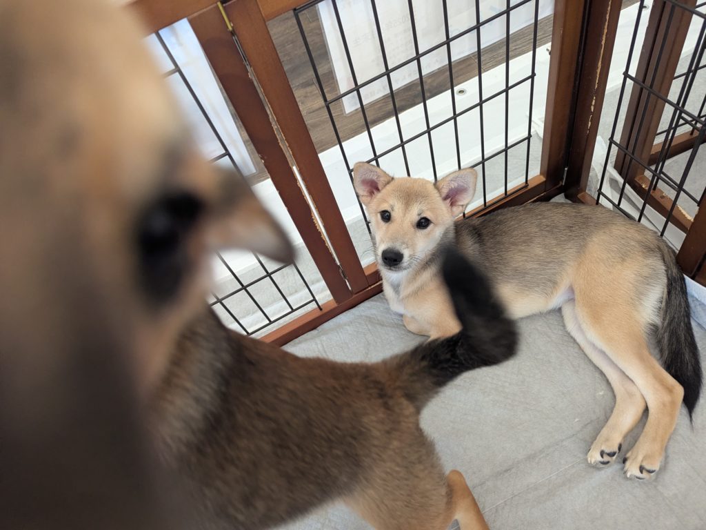 茨城県坂東市　保護猫　里親募集　預かりボランティア　わんにゃんサークル結生　譲渡会