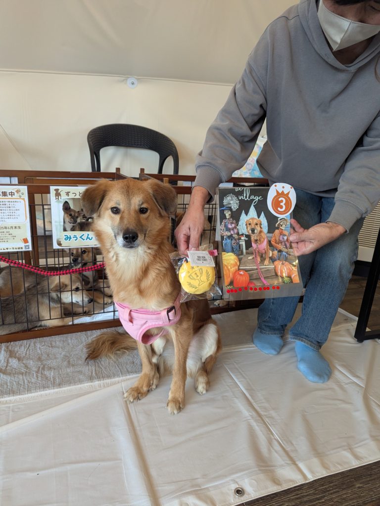 茨城県坂東市　保護猫　里親募集　預かりボランティア　わんにゃんサークル結生　譲渡会