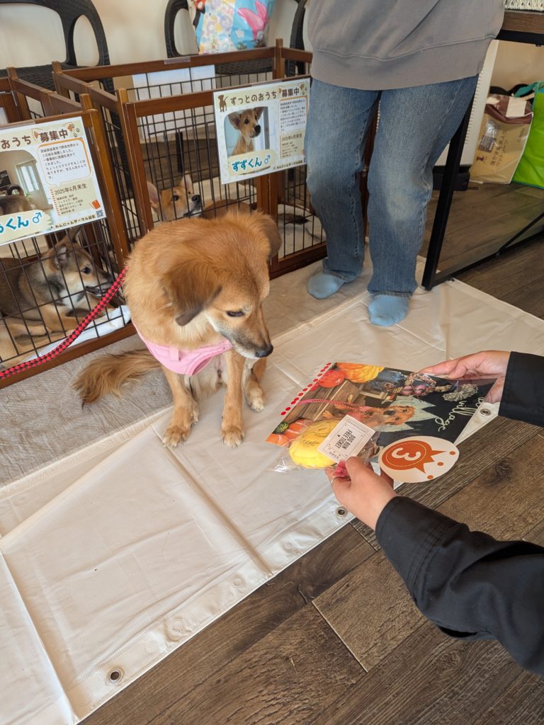 茨城県坂東市　保護猫　里親募集　預かりボランティア　わんにゃんサークル結生　譲渡会