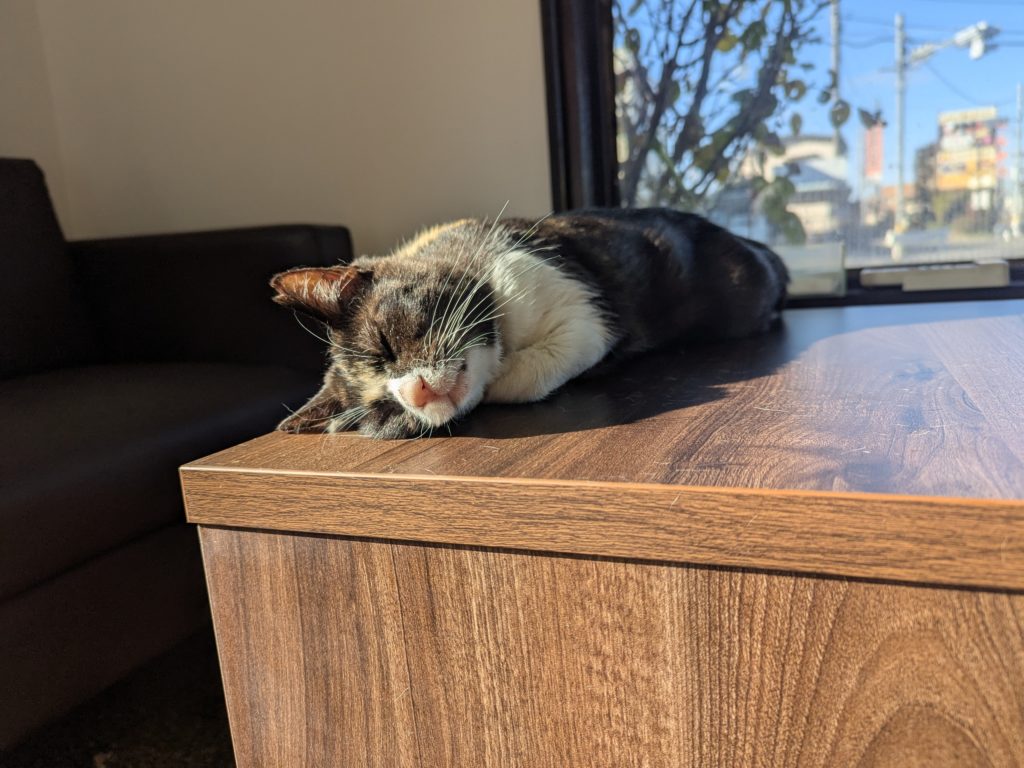 茨城県坂東市 保護猫 里親募集 預かりボランティア わんにゃんサークル結生