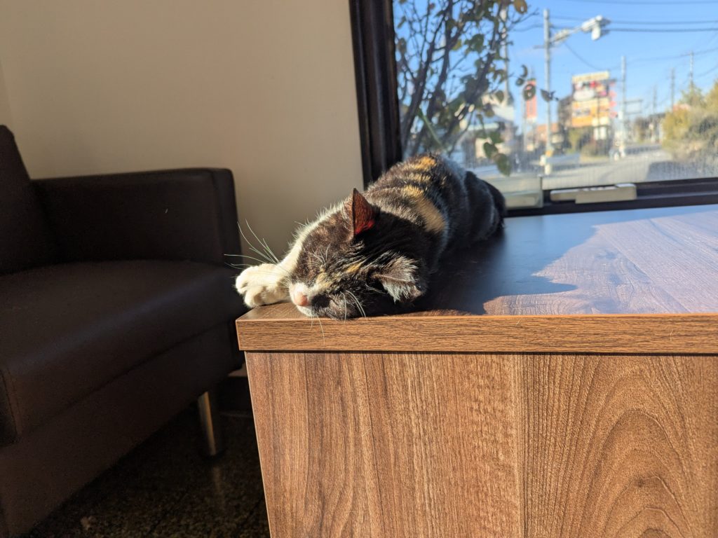 茨城県坂東市 保護猫 里親募集 預かりボランティア わんにゃんサークル結生