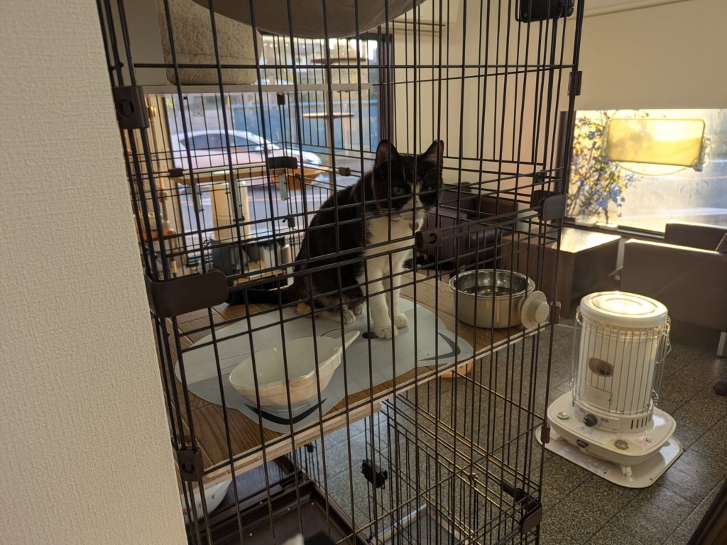 茨城県坂東市 保護猫 里親募集 預かりボランティア わんにゃんサークル結生