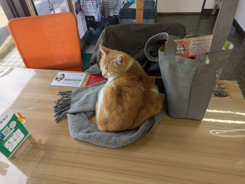 茨城県坂東市　保護猫　里親募集　預かりボランティア　わんにゃんサークル結生