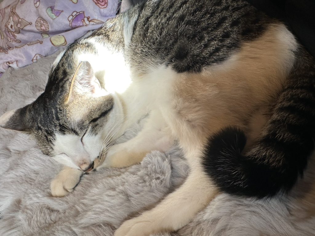 保護猫　里親募集　茨城県坂東市　わんにゃんサークル結生　預かりボランティア